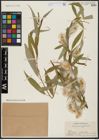 Foto von Salix acmophylla Boiss.